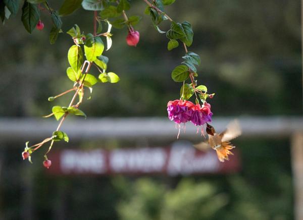 Pine River Ranch B&B Lake Wenatchee Экстерьер фото